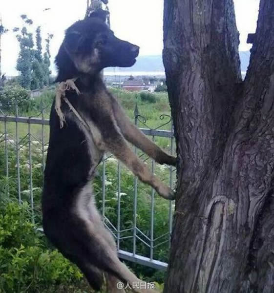 四川省西昌发生一起夸张虐狗事件