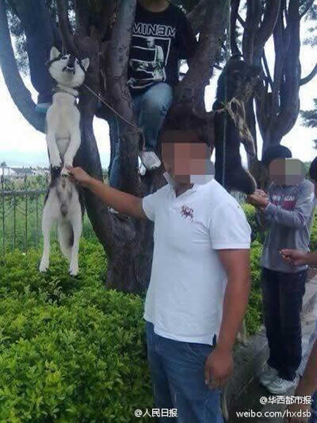 四川省西昌发生一起夸张虐狗事件