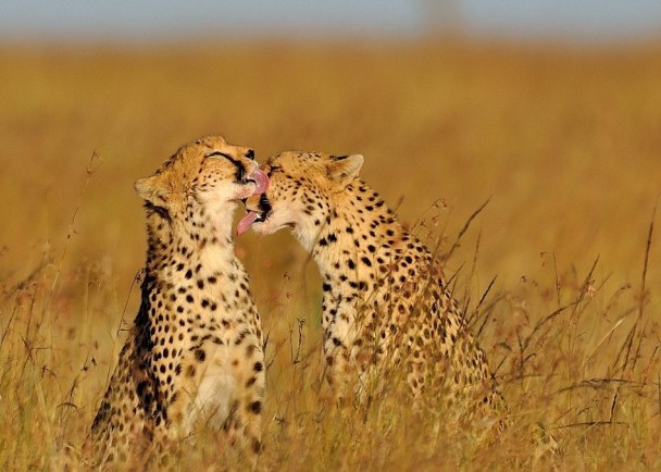 һֻ��������Ա������������ĺ���