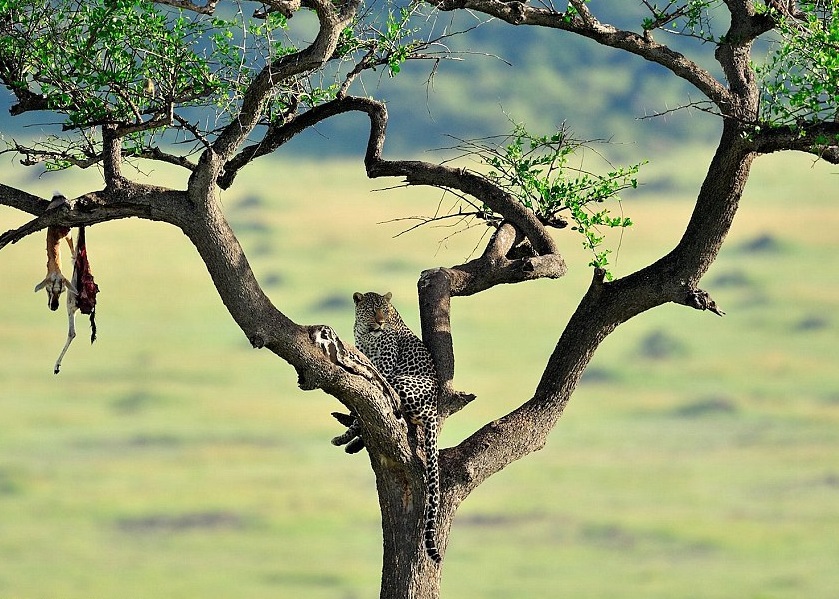 ������һֻ�۱��������ϣ���֦�ϵ�������������