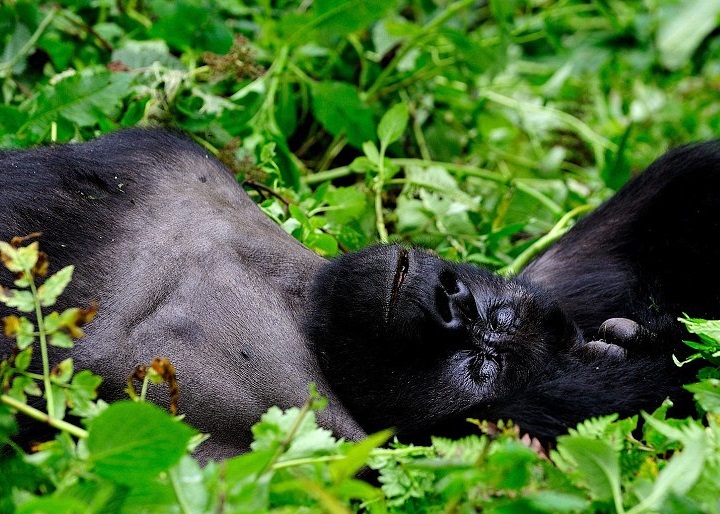 ��ֻ¬��������ɣ����ɲݵ�����Ϣ��