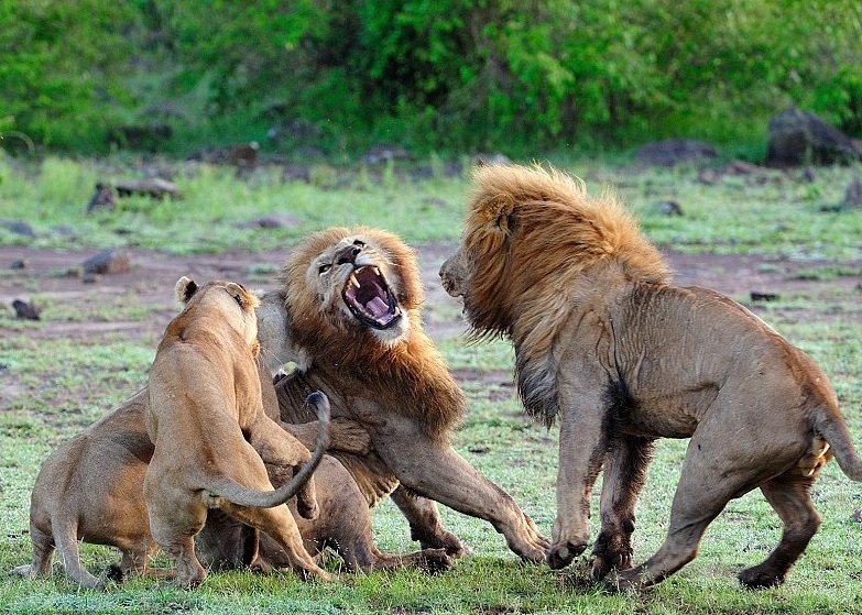 ��ʨ(��)���ڹ�����ʨ��