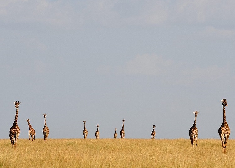 һ�ų���¹����ǰ�ߡ�