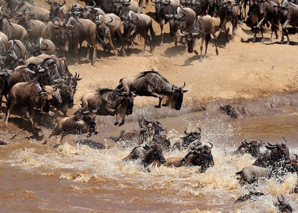 һȺ����������Ǩ�㡣