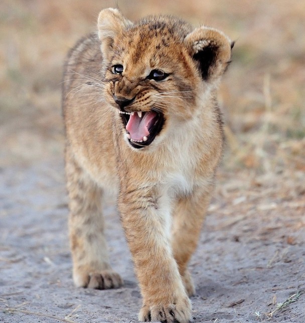 СС����ʨ�Ŵ�ڡ�