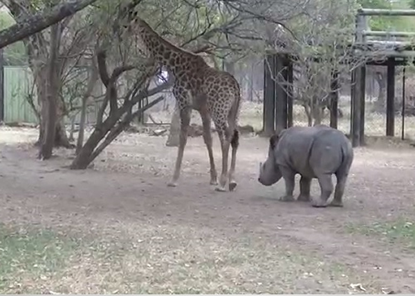 ����ܽ(��)�Խ�������(��)�ಽ����