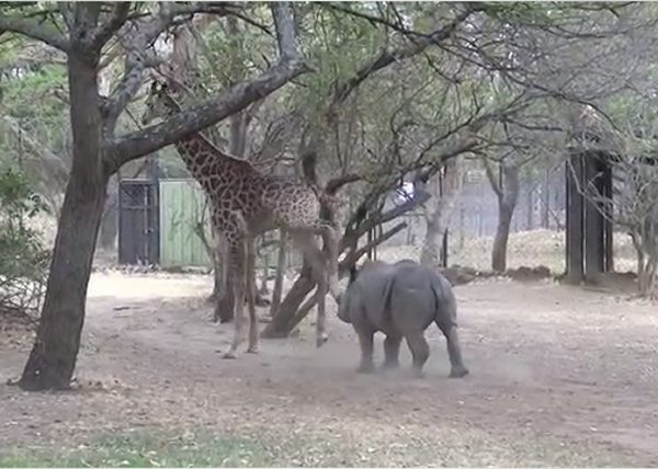 ��������(��)һ�����а���ܽ(��)��ͷ