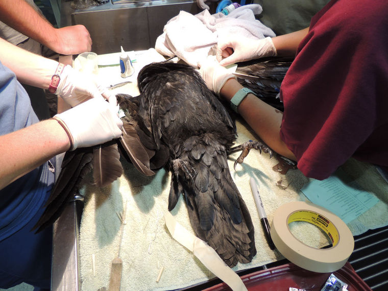 һֻ���˵���ѻ���к����ġ���ë��ֲ��