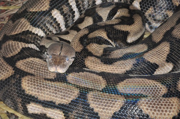 ����һ��11��Ĵ��������ԡ�������ֳ���ķ�ʽ����6��С����