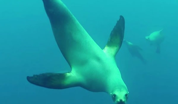 美国加州潜水员被海狮群包围攻击