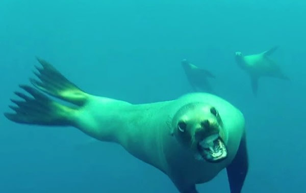 美国加州潜水员被海狮群包围攻击