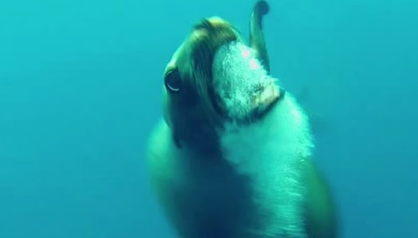 美国加州潜水员被海狮群包围攻击