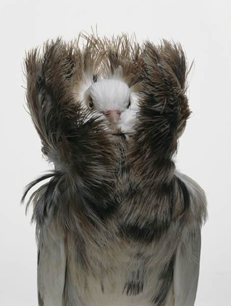 雅各宾鸽(Jacobin pigeon)