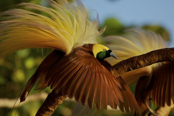 大极乐鸟（Paradisaea apoda）