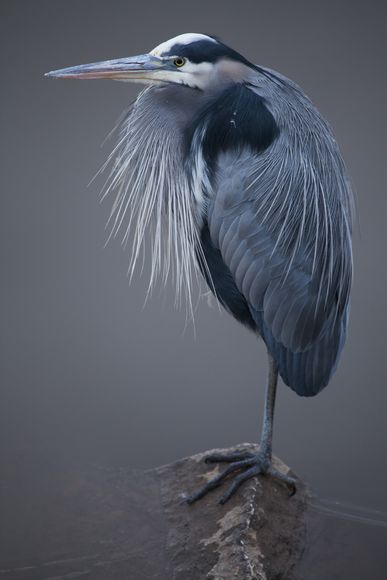 大蓝鹭(Ardea herodias)