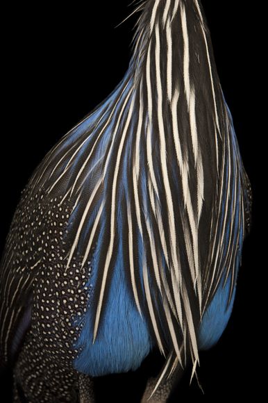 鹫珠鸡(Acryllium vulturinum)