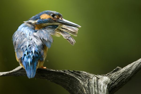 普通翠鸟(Alcedo atthis)