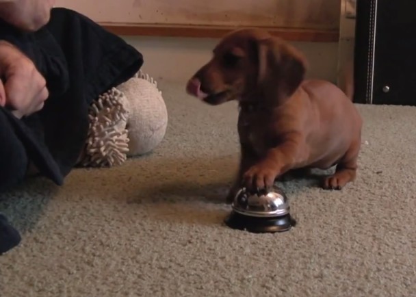 ���Ϸǳ����������������ظ�ѵ���󣬱�ѧ�ᰴ��ȡʳ�ġ���������