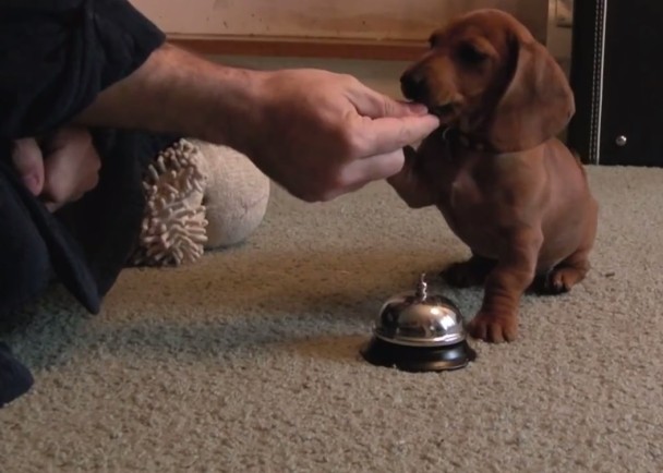 ����ÿ����ָʾ���Ӻ󣬶������������ʳ���͡�