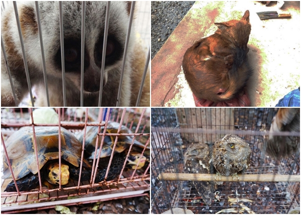 ��ɽ�ڹ꣨���ϼ���ͼ�����򹷡�èͷӥ�����ϼ���ͼ���ȶ��ﶼ���м��ڴ��ס�