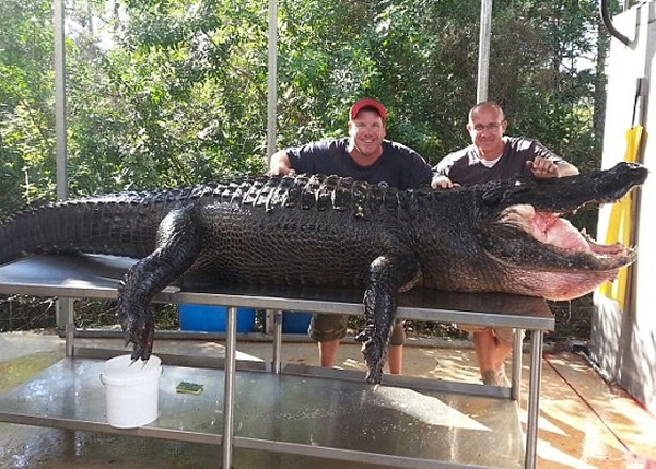 ����(��)������(��)����ͽ�ֲ���ľ����ش�765����