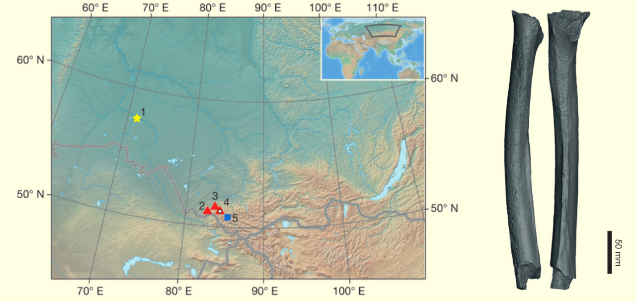 一根来自西伯利亚4.5万年前古人类的股骨产生迄今为止最古老的现代人基因组序列