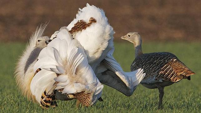 一些雄鸟为了吸引雌鸟也会故意以身试毒(FRANZ KOVACS)