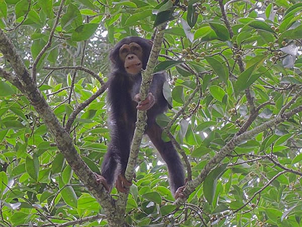 ����ĺ��������޻�����