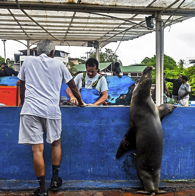 ��ֻ��Ȥ�ĺ�ʨ�������������̯������һ�Ծ����Ⱥ������Լ��Ľ�ǹ��