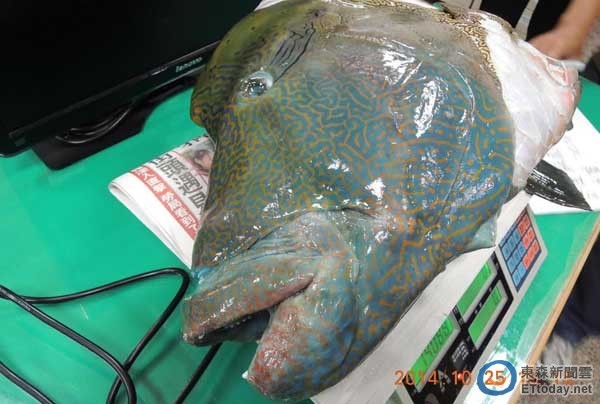 北市动保处查获士林摊贩贩卖保育类「龙王鲷」,到场时摊位上仅剩鱼头。(图/动保处产业保育组 提供)