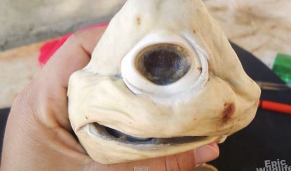 墨西哥发现的奇特独眼小鲨鱼