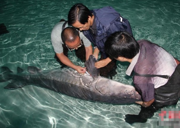 �л���ȫ�˹���ֳ�ɹ�