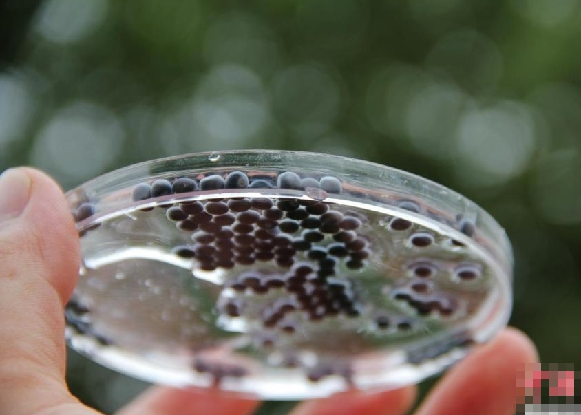 ��ֳ������ܾ���15����