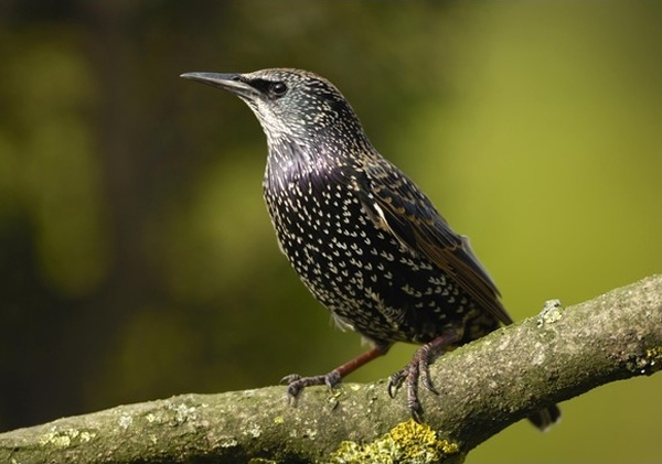 椋鸟(图)等动物出现食欲不振等情况,纪录片指与人类服食药物有关。