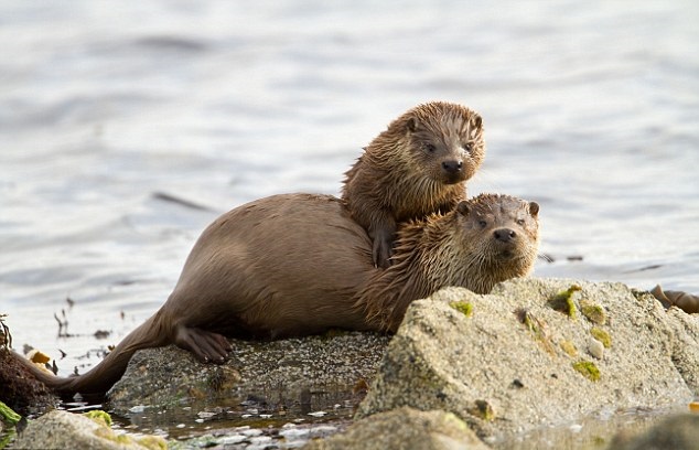 水獭亦恐因此性命大为缩短。