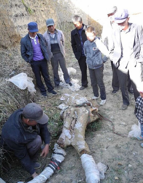 青海省海南藏族自治州挖出史前大象头骨化石