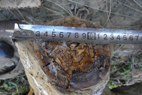 青海省海南藏族自治州挖出史前大象头骨化石