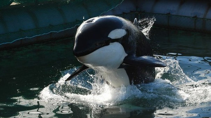 俄罗斯莫斯科两头杀人鲸被关在狭小水族缸里10个月 每天“呼救”