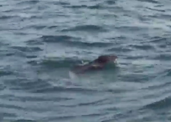 �ձ��ٴη���Ұ���ɺ�