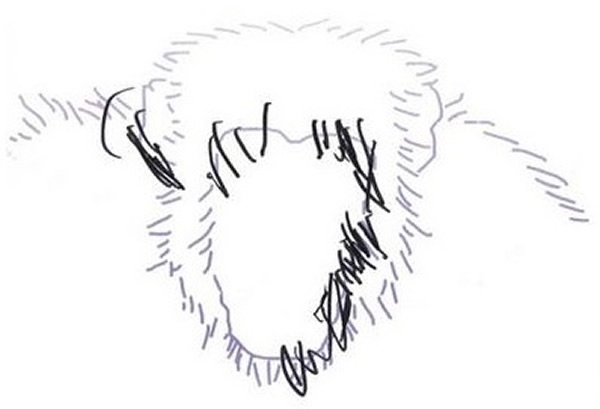 黑猩猩则不能做到补充性的绘画