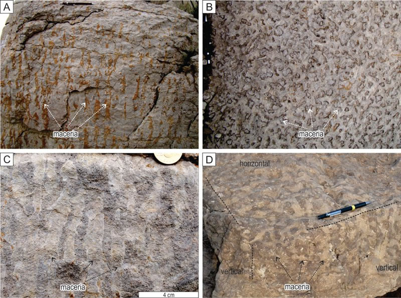 ͼ1. ����̨�ع㷺�����ĵ��͵�ܽ��ͳ���Թ�״�����ࡪ΢���ｸ��������