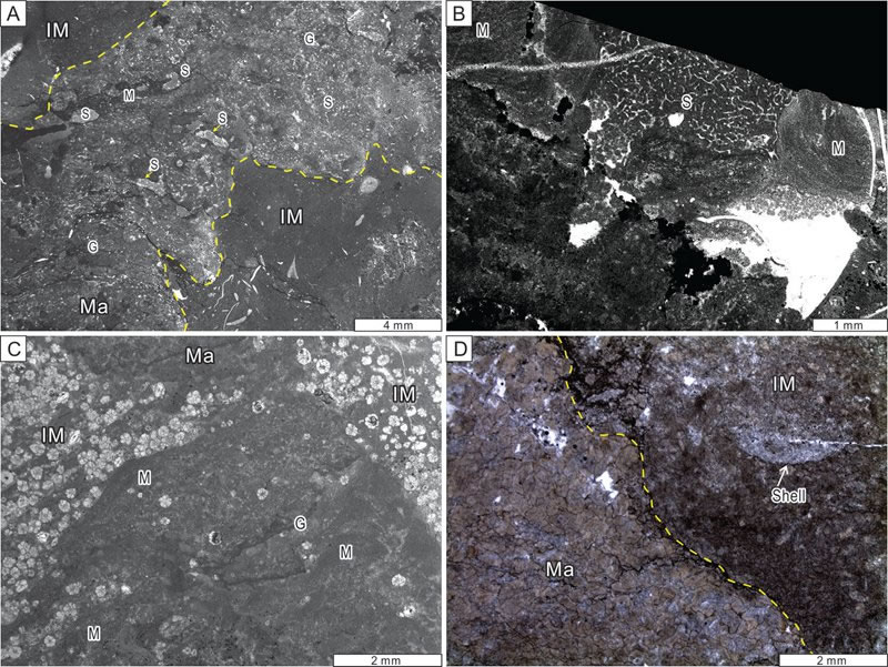 ͼ2. ���Թ�״�����ࡪ΢���ｸ����������A��-��B���к��д���������루S��