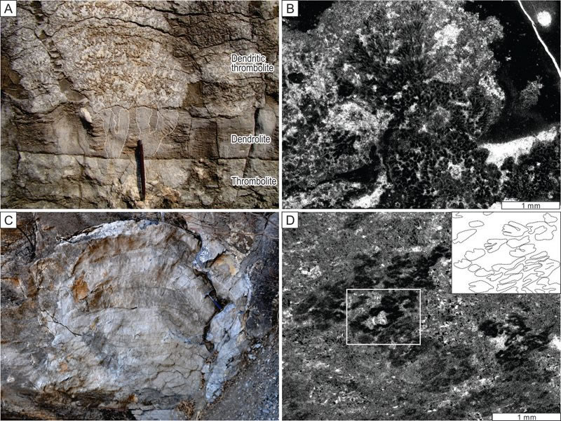 ͼ3. ����̨�ع㷺�����ĺ���ϵ����ͳ����ʯ΢���ｸ�����д�����Epiphyton