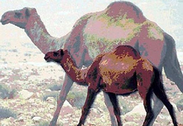 叙利亚远古骆驼