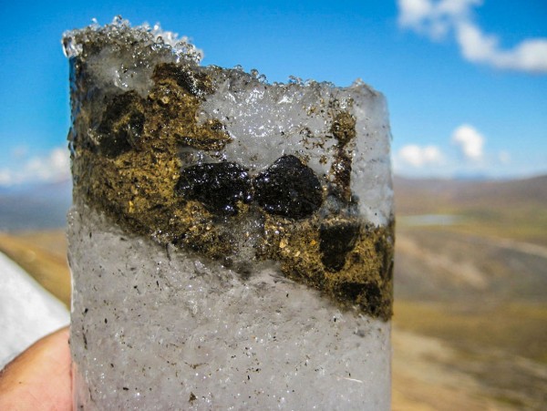 科学家从700年前的北美驯鹿粪便中获得病毒基因