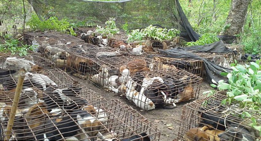 警方与动物权益保护者拦下被偷的狗,走私团伙试图通过湄公河将这些狗走私到越南卖狗肉。