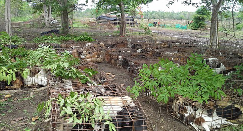 这些狗多被从主人身边拖走,然后被绳子捆住放在摩托车后面穿过丛林走私到国外。