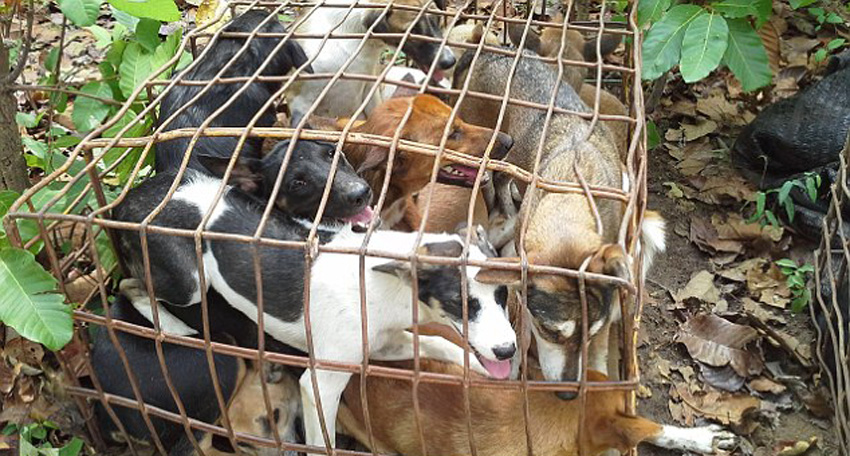 这些狗在泰国丛林中幸运获救,否则它们的最终命运是成为豪华菜肴。