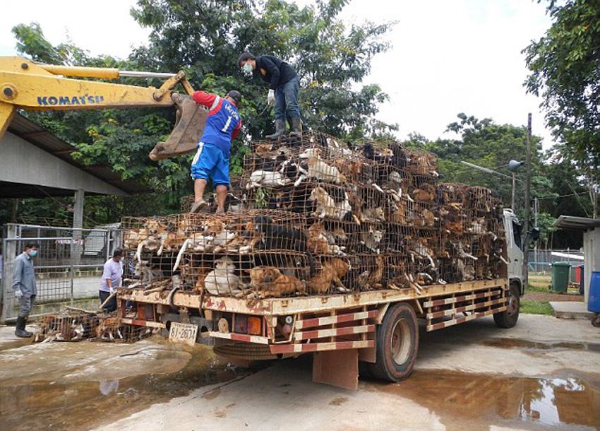 被截获的走私狗将被送到泰国北部一个救援中心。