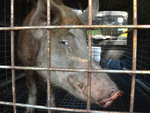 һȺҰ��������������һС�������������� �޷�������ʥ��